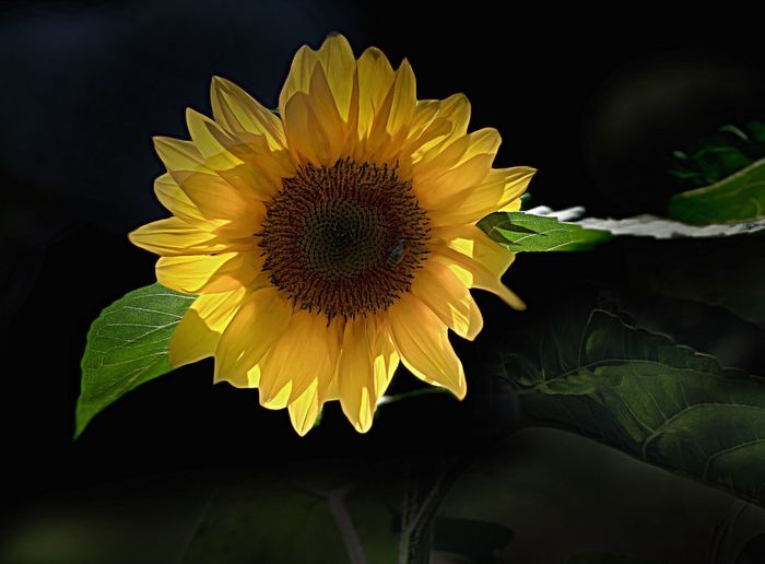 Close-up of yellow sunflower against black background
