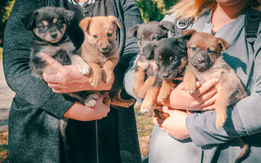 Midsection of women holding puppies while standing outdoors