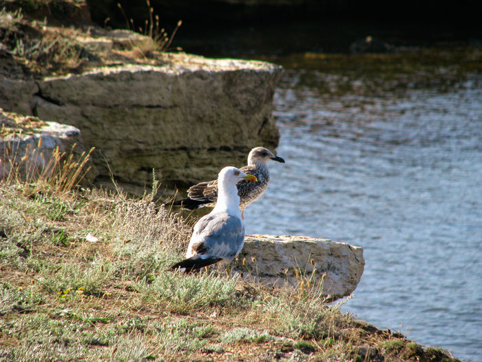 Duck on rock at lakeshore