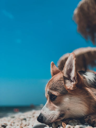 Close-up of dog looking at sea shore