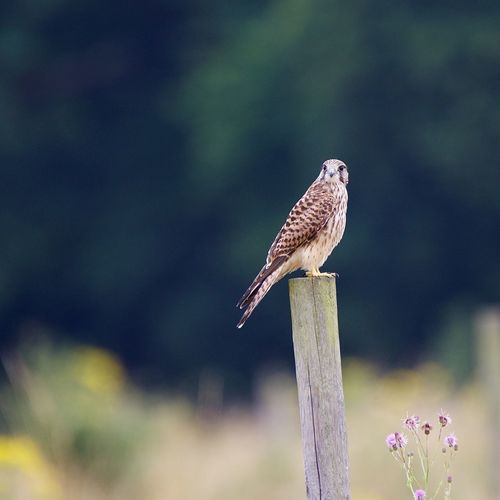 Hawk perching on wooden post