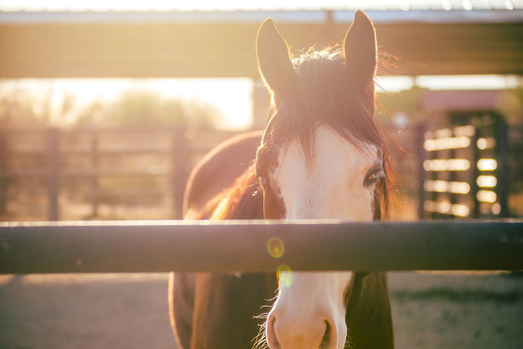 Horse in a corral, glowing in bright sunlight.