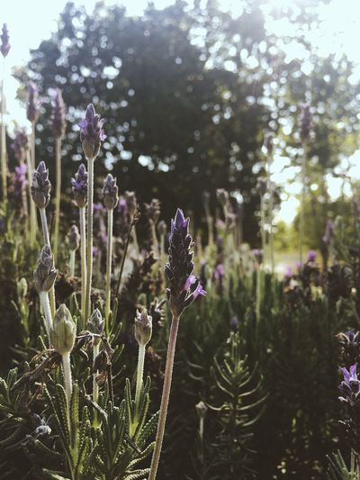 Close-up of purple flowering plants on field