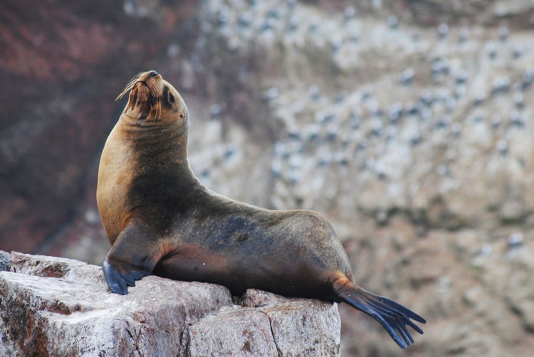 Side view of a seal with head high on rock