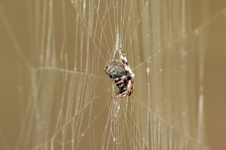 Close-up of spider on web