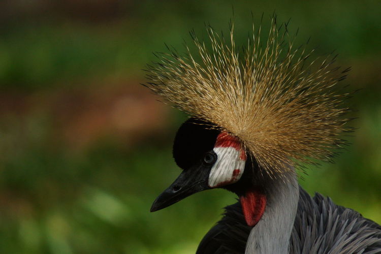 Close-up of grey crowned crane on field