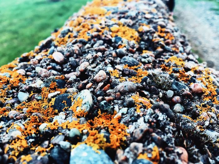 Close-up of lichen on stones