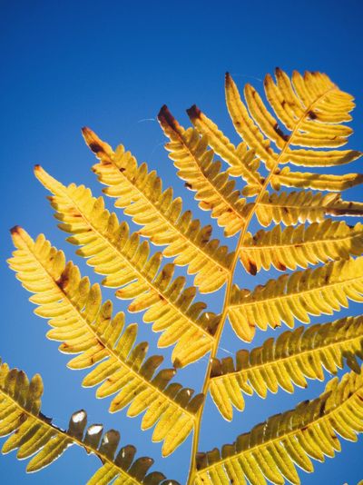 Low angle view of plant against clear blue sky