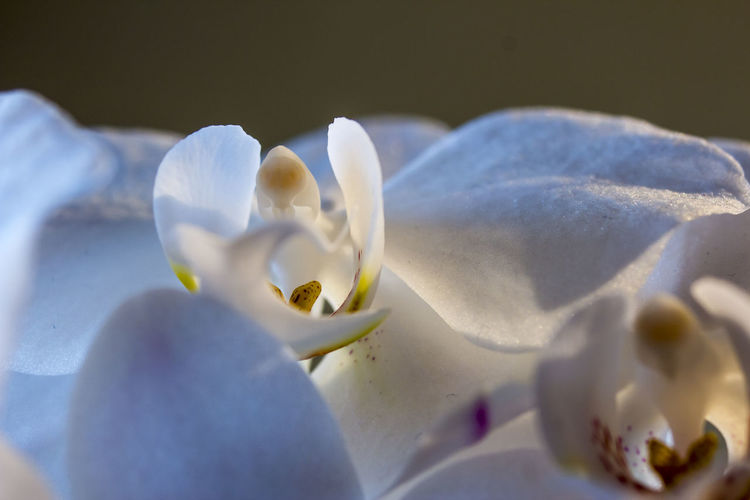 Close-up of white orchids