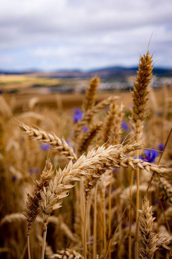 Close-up of wheat growing on field against sky