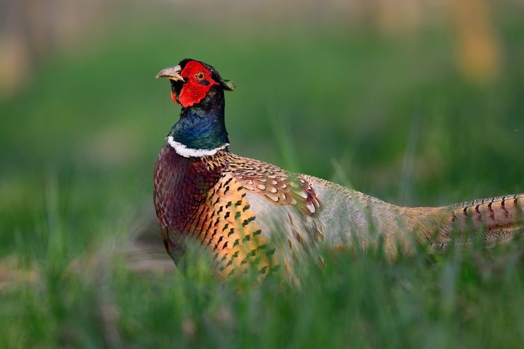 Close-up of pheasant perching on grassy field