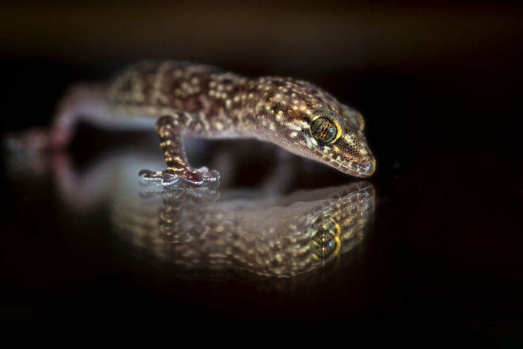 Close-up of gecko