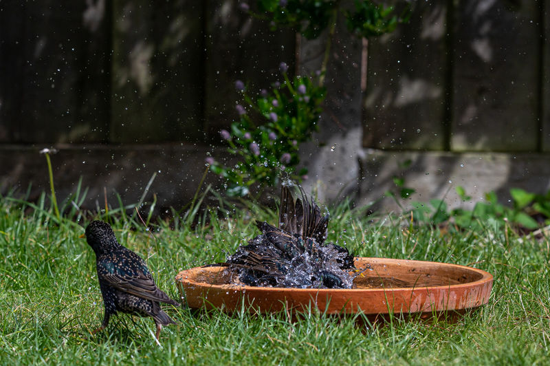 Two starlings having a splash in a bird bath