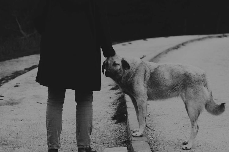 Rear view of person standing with dog on field