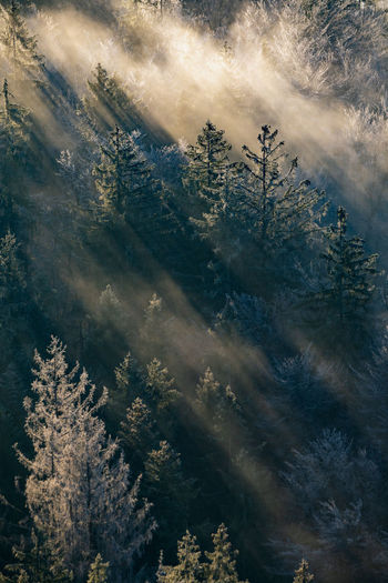 Light rays captured in fog between trees in autumn, hallein, austria