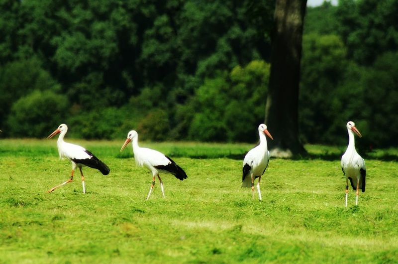 White storks on grassy field