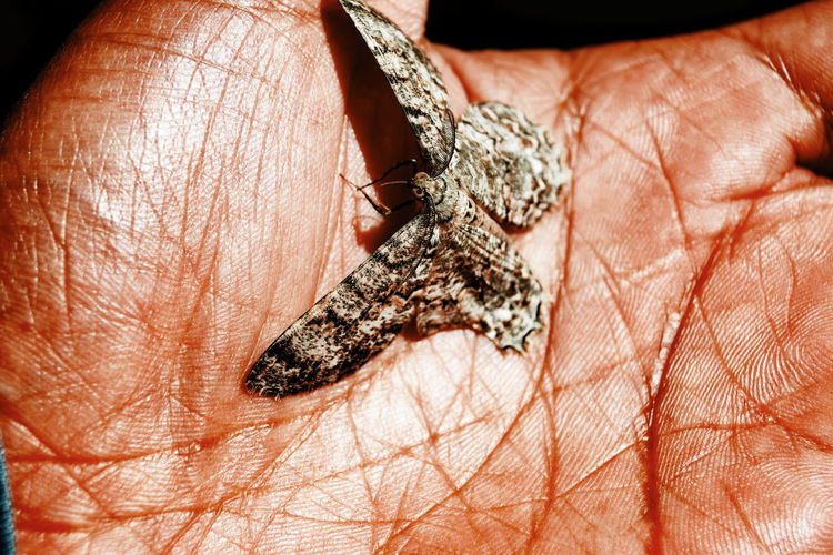 Close-up of a hand holding butterfly