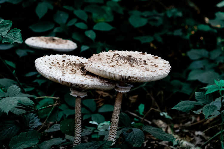 Close-up of two mushrooms in the forest 