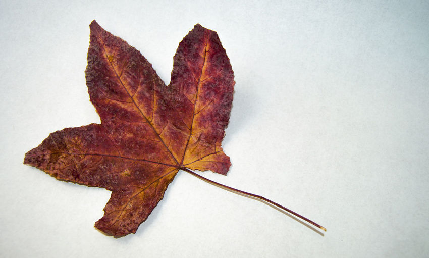 Close-up of dry maple leaf on white background