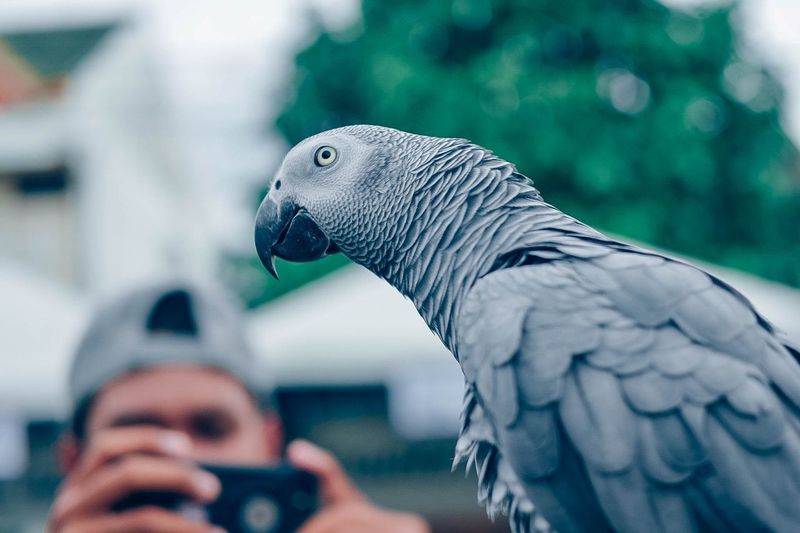 Man photographing african grey parrot from mobile phone
