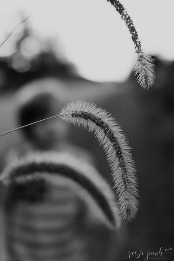 Close-up of plant