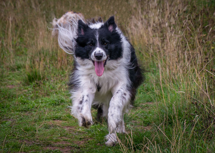View of dog running on grass