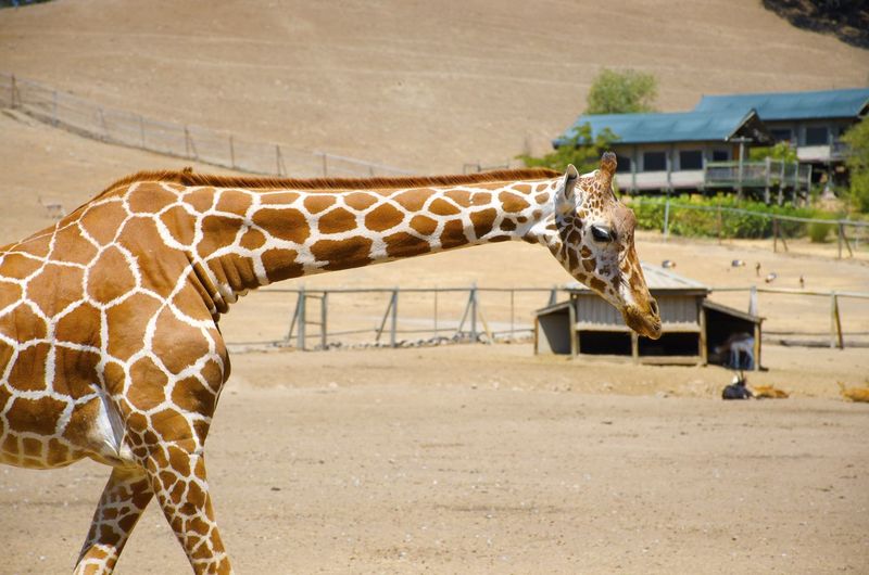 Full length of giraffe