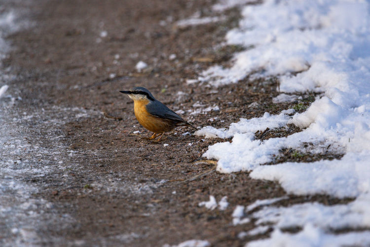 Close-up of bird perching on snow
