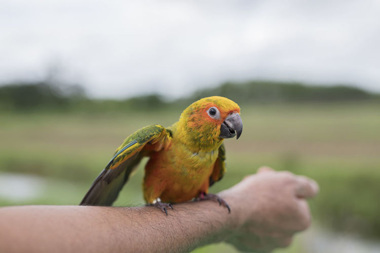Close-up of a bird perching on a hand