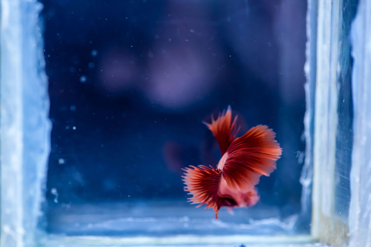 Close-up of orange fish in aquarium
