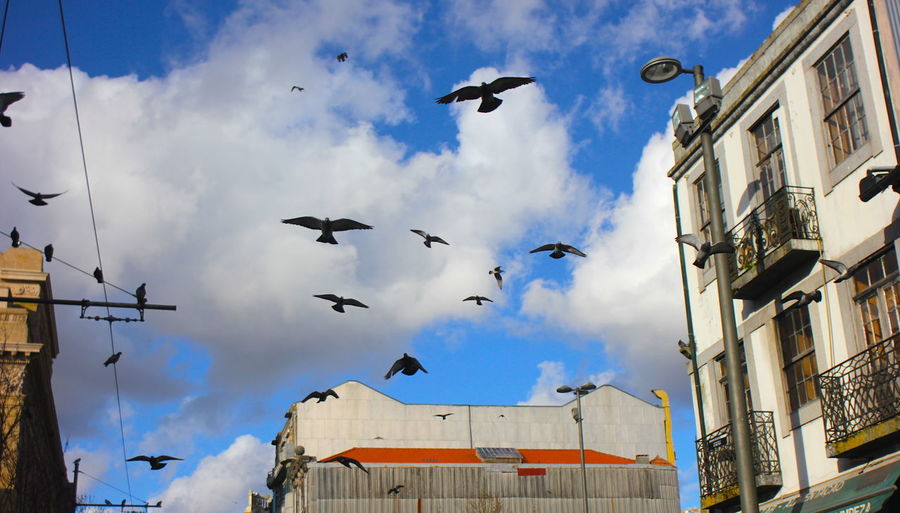 Low angle view of birds flying in city against sky