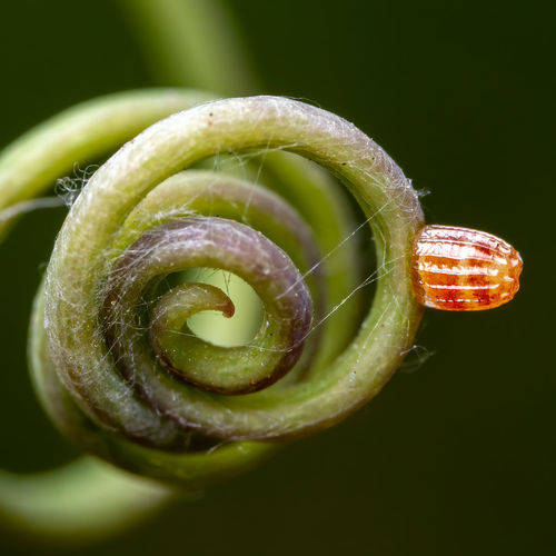 Close up of a gulf fritillary butterfly egg on a passionflower tendril. 