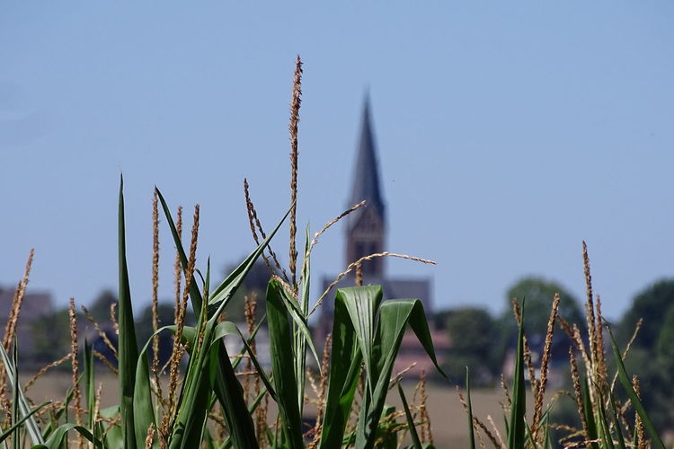 Close-up of crop growing on field against clear sky