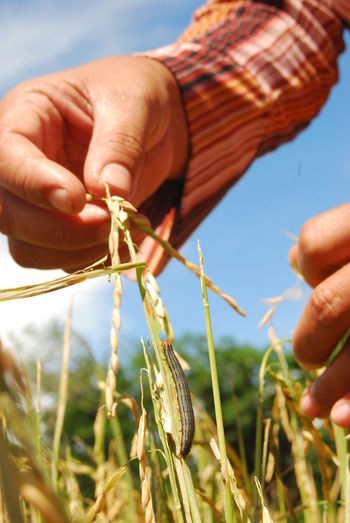 Close-up of hand around caterpillar on crop at field
