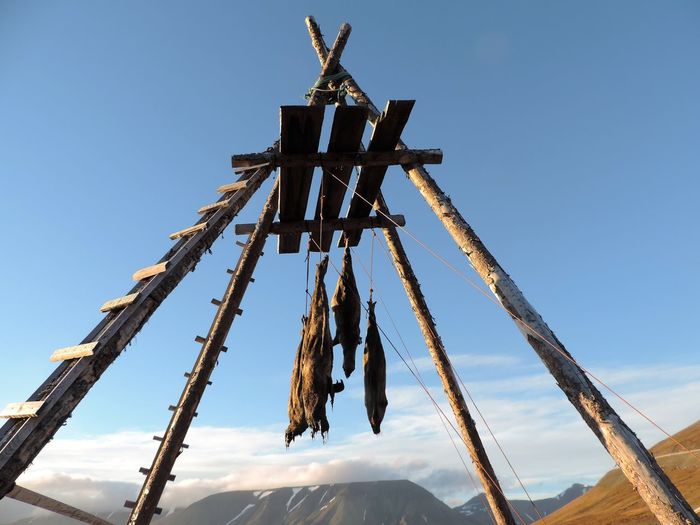 Low angle view of dead animals drying on wood against clear blue sky