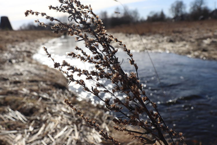 Close-up of dry plants on land during winter