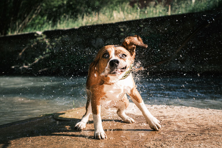 Portrait of dog splashing water outdoors