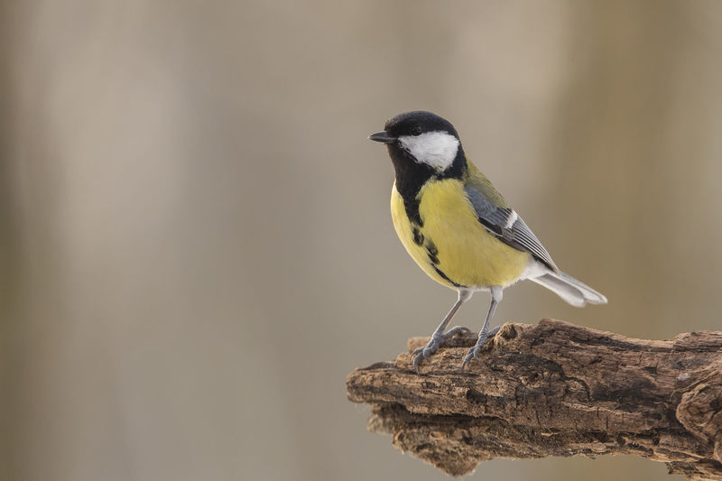 Close-up of great tit perching on wood