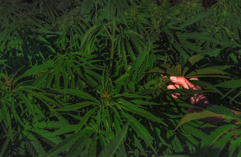 Cropped hand amidst cannabis plant
