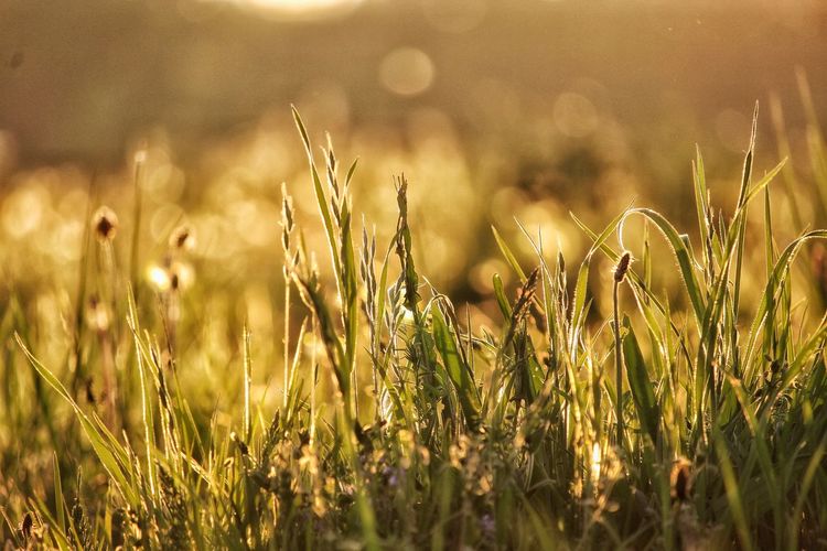 Close-up of crops growing on field