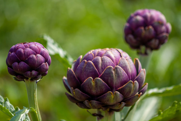 Close-up of purple flowering plant