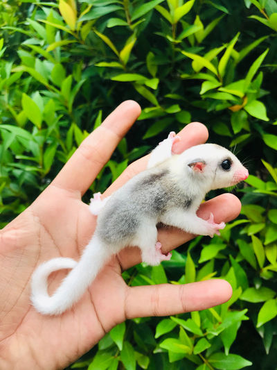 Sugar glider mozaik