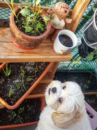 High angle view of dog by potted plants on table