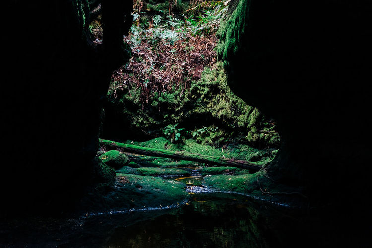 Scenic view of cave in forest