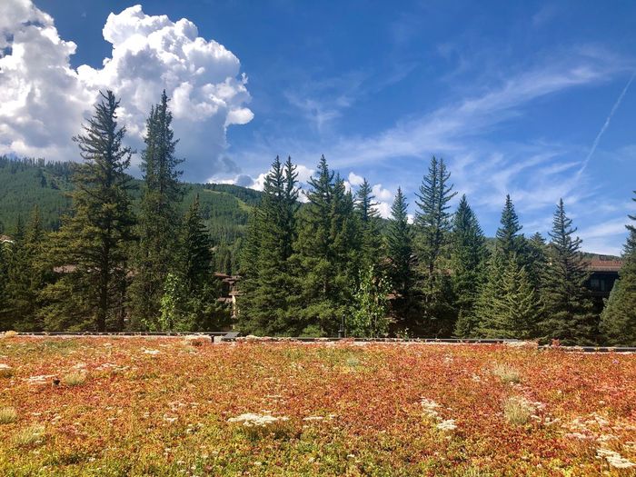 Scenic view of pine trees on field against sky