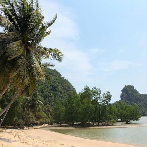Palm trees on beach against sky