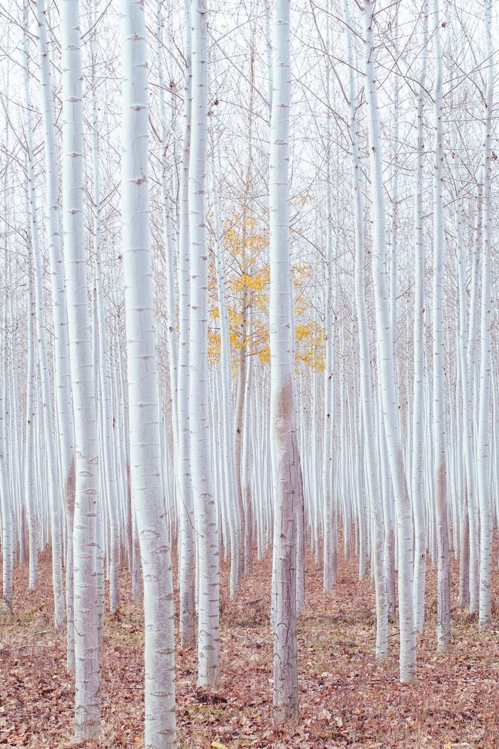 Birch trees at forest