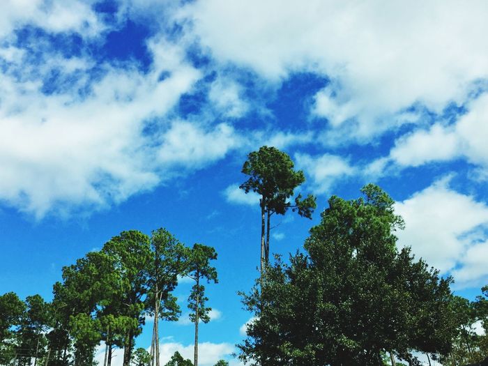 Low angle view of trees against cloudy blue sky