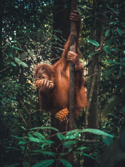 Monkey eating fruit in forest