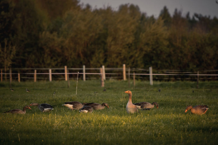 Canada geese on field